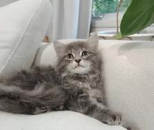 Chaton sibérien hypoallergene - Photo 5