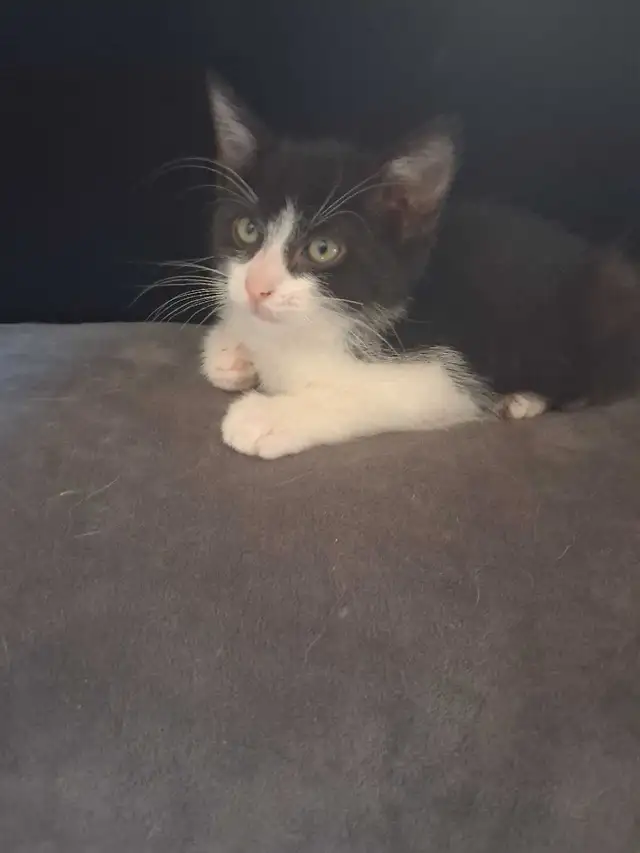 1 beautiful male kitten left