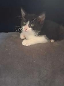1 beautiful male kitten left
