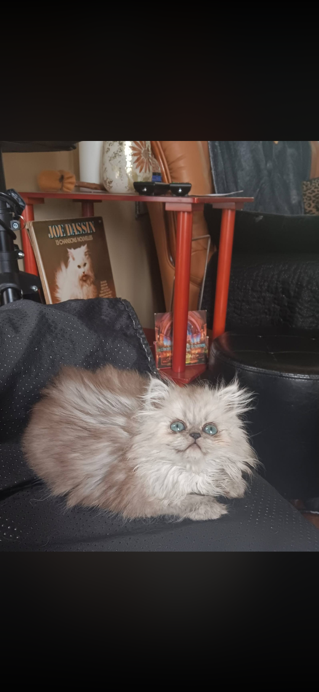 Chat persan totie pur race 8 mois