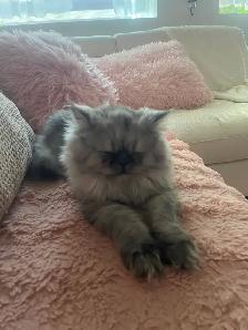 Chat persan totie pur race 8 mois - Photo 2