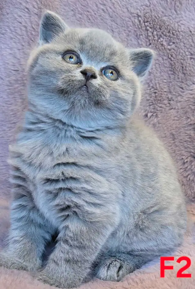 British Shorthair Blue - Réservation ouverte
