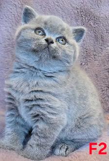 British Shorthair Blue - Réservation ouverte