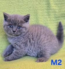 British Shorthair Blue - Réservation ouverte - Photo 2