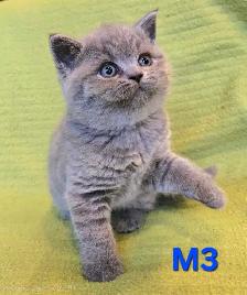 British Shorthair Blue - Réservation ouverte - Photo 3