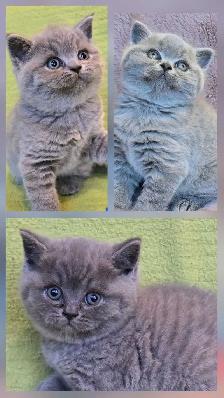 British Shorthair Blue - Réservation ouverte - Photo 4