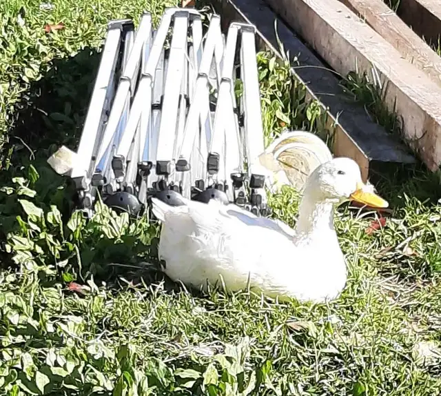 4 female ducks for rehoming
