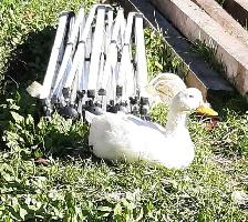 4 female ducks for rehoming
