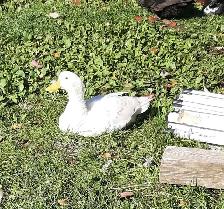 4 female ducks for rehoming - Photo 2