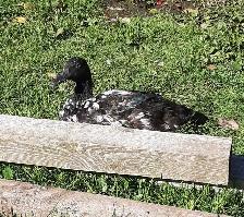 4 female ducks for rehoming - Photo 3