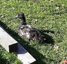 4 female ducks for rehoming - Photo 4
