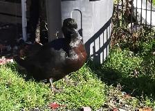 4 female ducks for rehoming - Photo 5