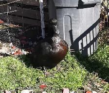 4 female ducks for rehoming - Photo 6