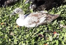 4 female ducks for rehoming - Photo 7