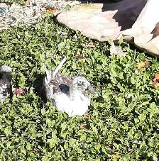 4 female ducks for rehoming - Photo 8