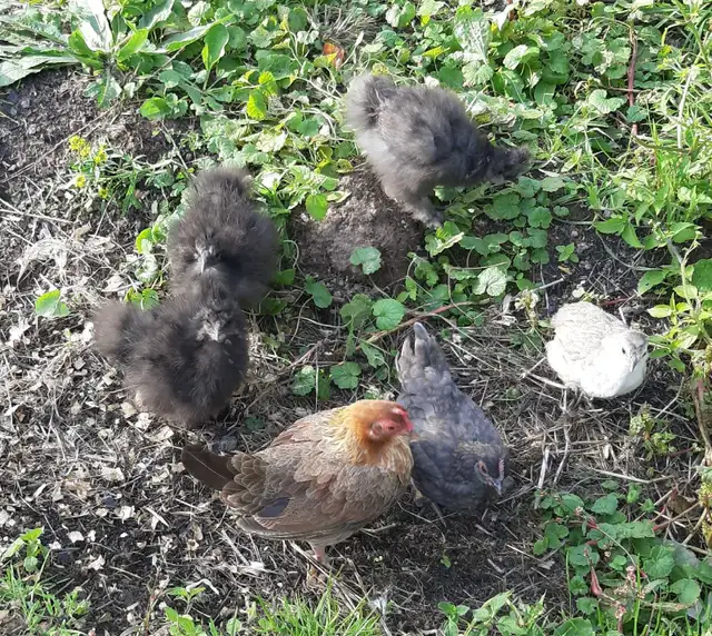 silky chicks for sale