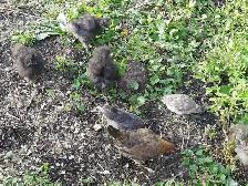 silky chicks for sale - Photo 2