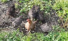 silky chicks for sale - Photo 4