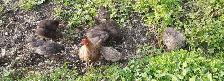 silky chicks for sale - Photo 5