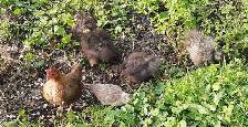 silky chicks for sale - Photo 6