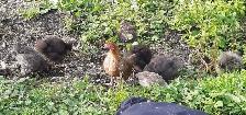 silky chicks for sale - Photo 7