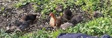 silky chicks for sale - Photo 8