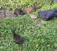 silky chicks for sale - Photo 9