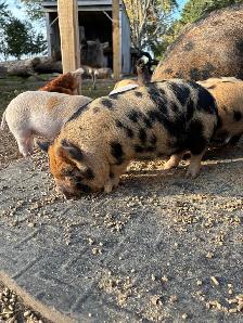 Kunekune Boarling
