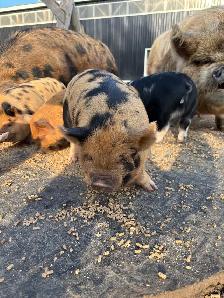 Kunekune Boarling - Photo 2