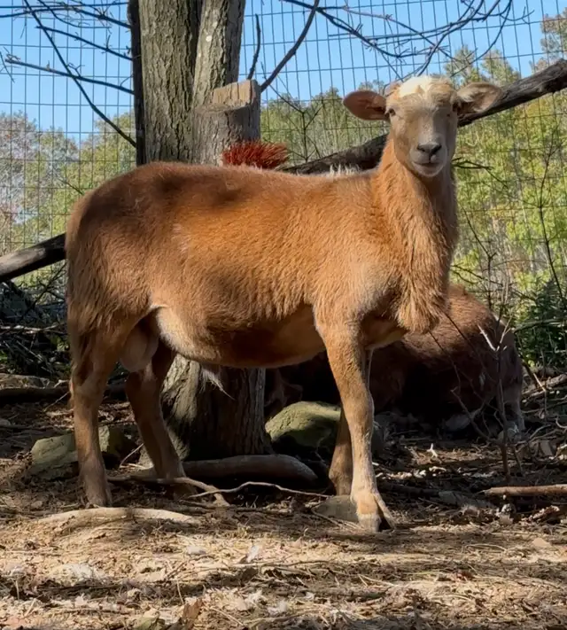 Katahdin Ram Lamb