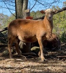 Katahdin Ram Lamb