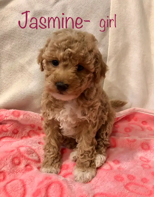 Sweet Mini poodle/ Havanese