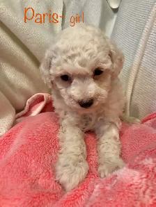 Sweet Mini poodle/ Havanese - Photo 3