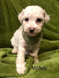 Sweet Mini poodle/ Havanese - Photo 5