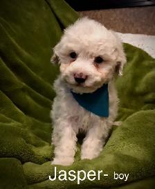 Sweet Mini poodle/ Havanese - Photo 6