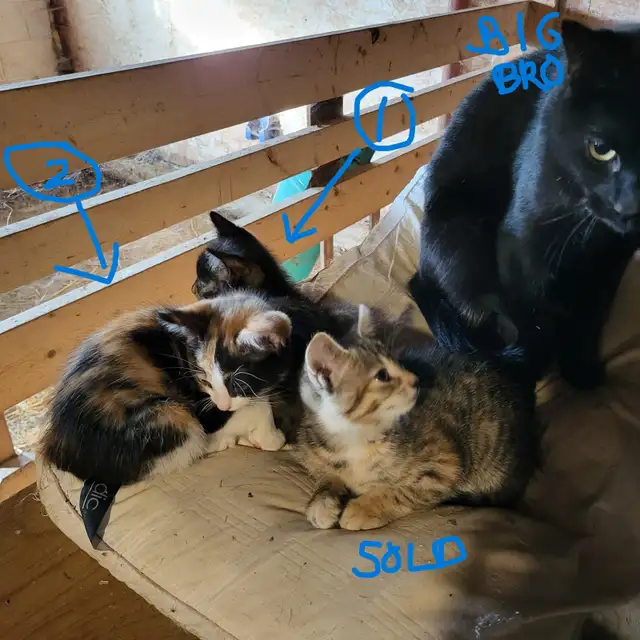 Kittens in time for Thanksgiving! Raised in rural setting.