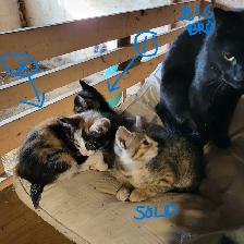 Kittens in time for Thanksgiving! Raised in rural setting.