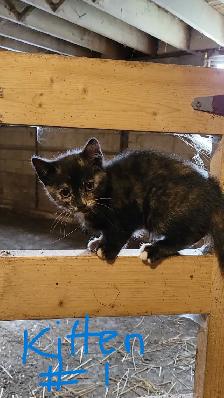 Kittens in time for Thanksgiving! Raised in rural setting. - Photo 2