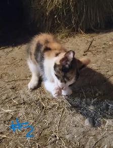 Kittens in time for Thanksgiving! Raised in rural setting. - Photo 3