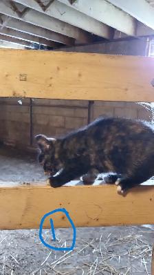 Kittens in time for Thanksgiving! Raised in rural setting. - Photo 4