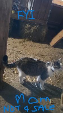 Kittens in time for Thanksgiving! Raised in rural setting. - Photo 5
