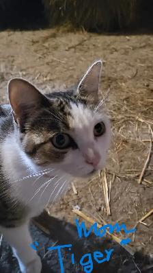Kittens in time for Thanksgiving! Raised in rural setting. - Photo 6