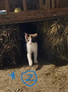 Kittens in time for Thanksgiving! Raised in rural setting. - Photo 7