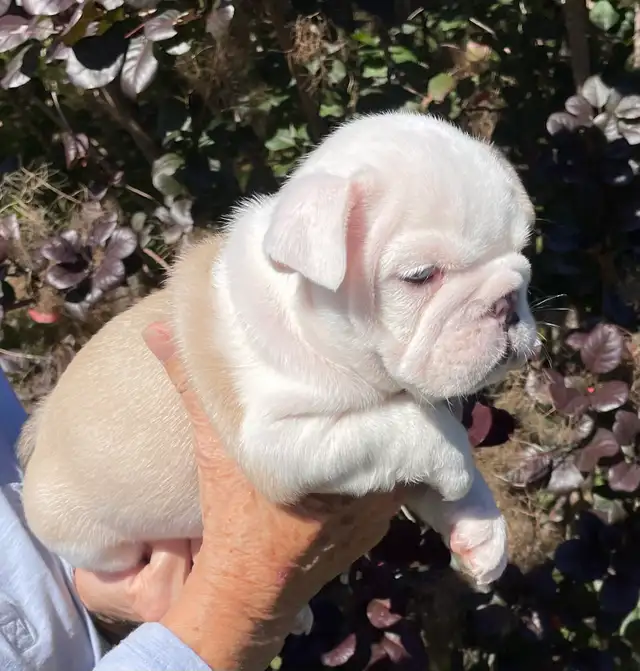 ENGLISH BULLDOG PUPPY