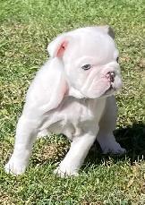 ENGLISH BULLDOG PUPPY - Photo 2