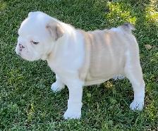 ENGLISH BULLDOG PUPPY - Photo 3