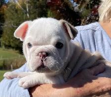 ENGLISH BULLDOG PUPPY - Photo 4