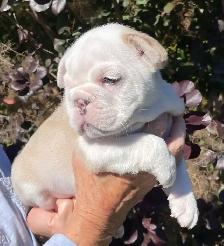 ENGLISH BULLDOG PUPPY - Photo 5