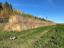 Hay for sale south of Sundre - Photo 3