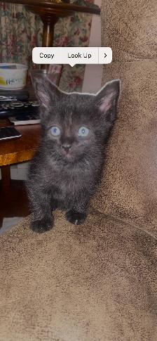 Two adorable kittens looking to be rehomed.